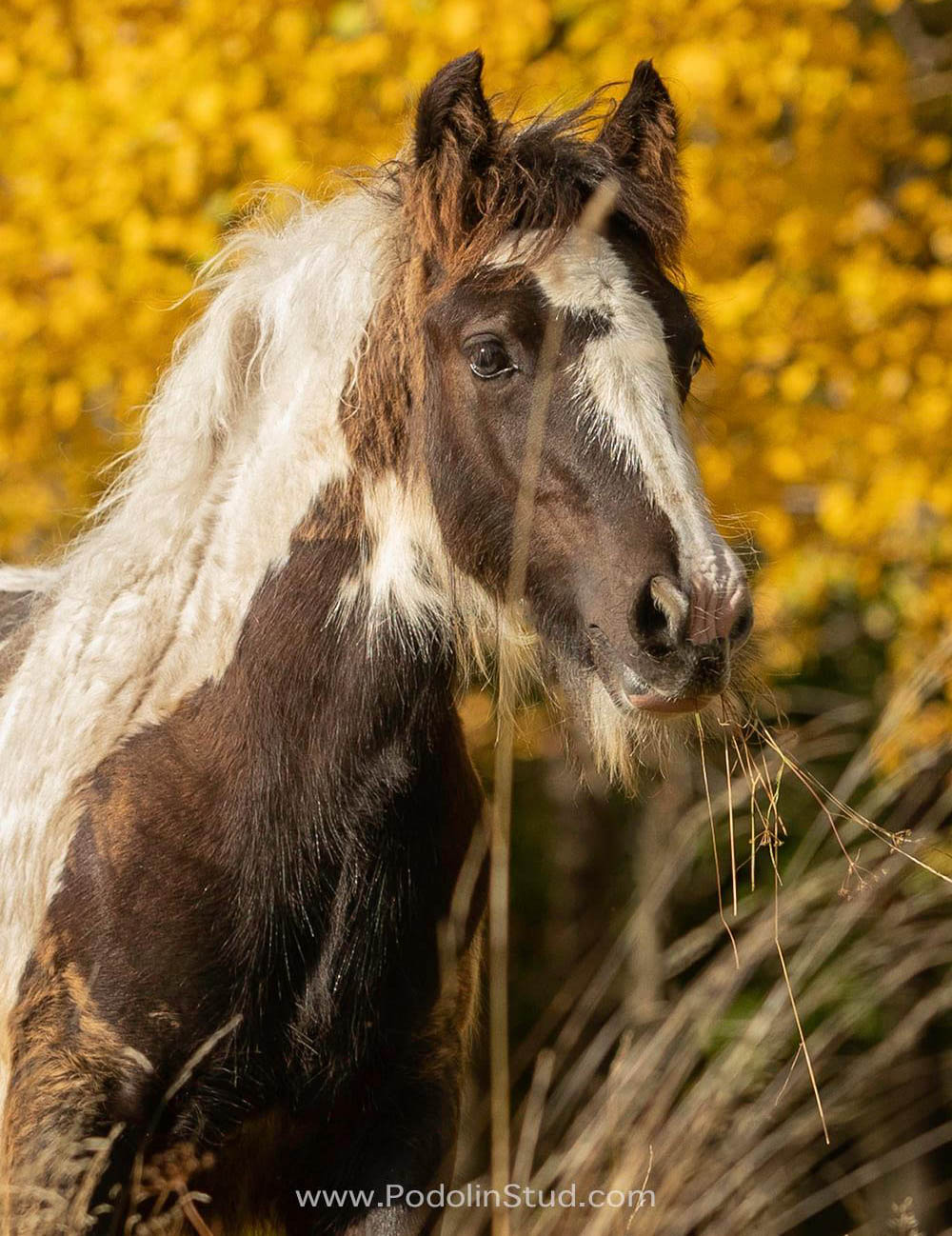 Black and White Gypsy Foal